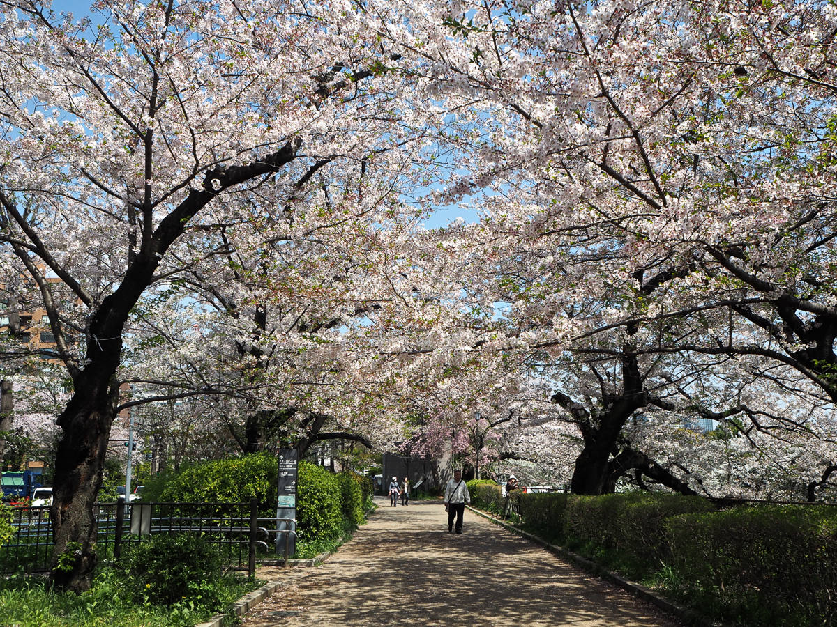 Tokyo Cherry Blossom season