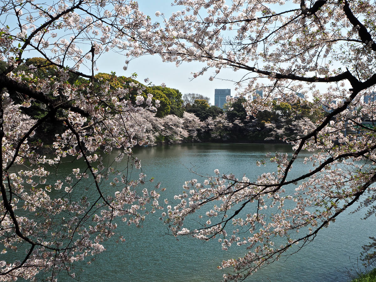 Tokyo Cherry Blossom Season Chidorigafuchi moat