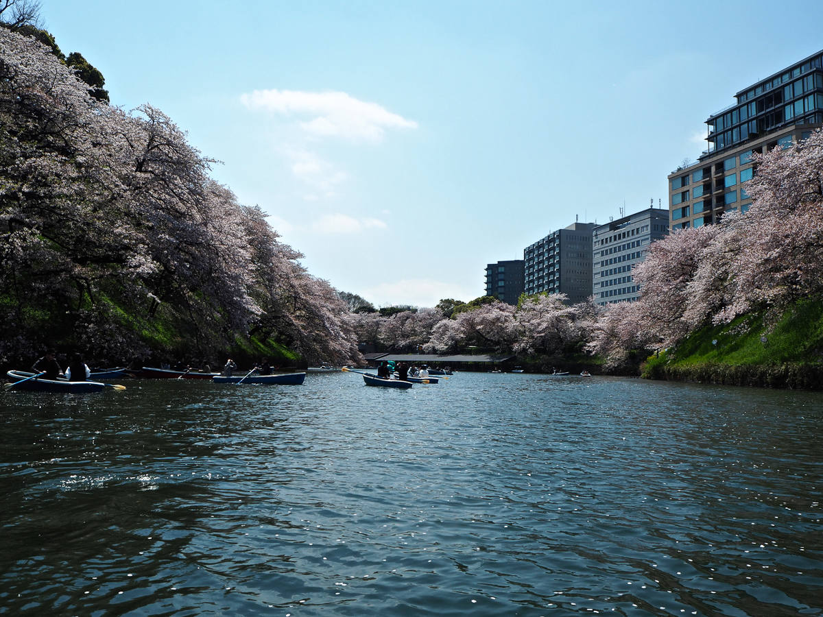 Tokyo Cherry Blossom Chidorigafuchi moat