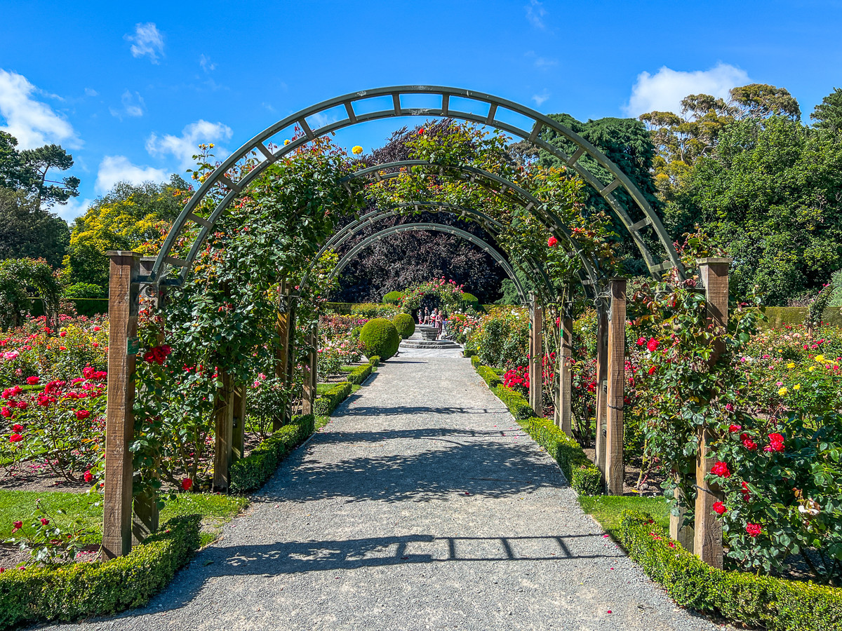 Christchurch Rose Garden New Zealand